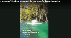 Lab monkeys escape after truck crashes in Mississippi, 1 remains on the loose