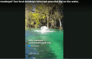 Lab monkeys escape after truck crashes in Mississippi, 1 remains on the loose