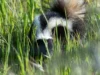 Skunk mating season becoming a headache for Bay Area residents