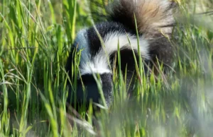 Skunk mating season becoming a headache for Bay Area residents