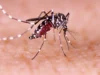 Popular honeymoon destination faces avian malaria threat, spread by mosquitoes